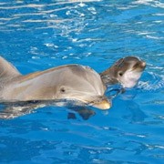Биологи открыли любопытную деталь в языке дельфинов