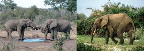 Биологи поделили слонов африки на два вида
