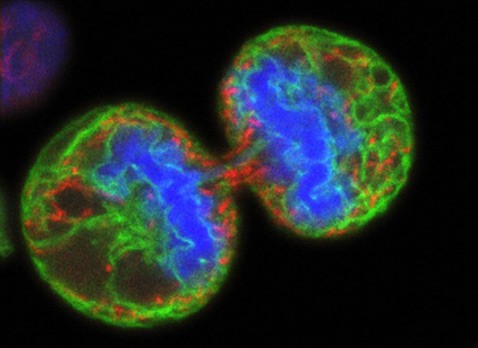 Биологи раскрыли генетическую природу рака лёгких икожи
