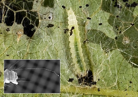 Биологи заметили у гусениц паутину безопасности