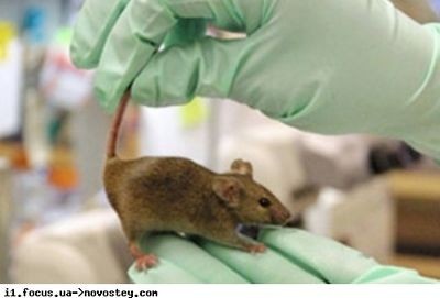 Генетики получили мышь с человеческой печенью