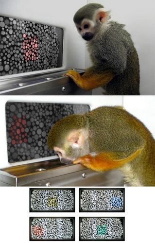 Генная терапия подарила обезьянам цветное зрение