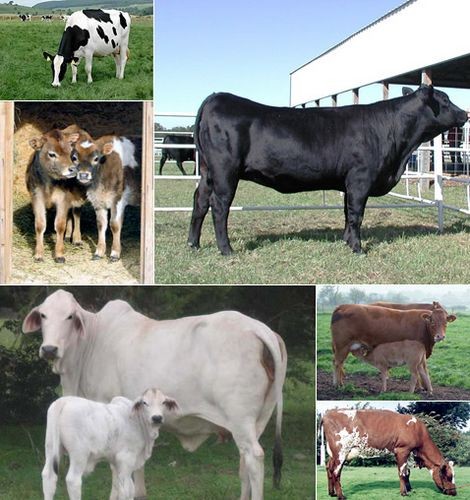 Геном коровы ускорит эволюцию сельского хозяйства