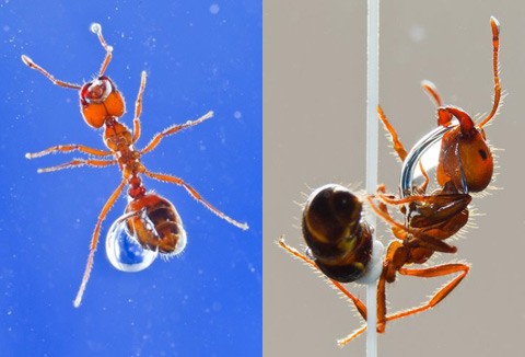 Энтомологи исследовали живые муравьиные плоты