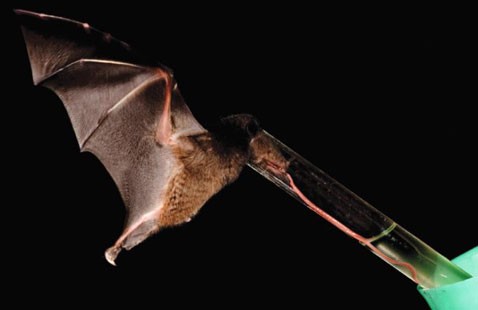 Летучая мышь показала биологам самый длинный язык