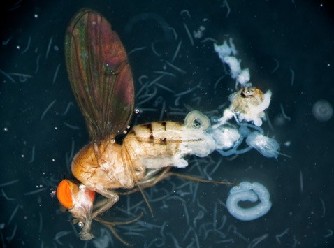Мушки и бактерии заключили пакт против червей
