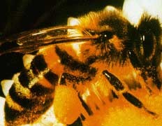 Насекомые против терроризма: пчёлы уже ищут взрывчатку