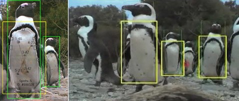 Новая система различает пингвинов в грудь