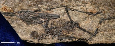 Птерозавр-воробей поедал на завтрак насекомых мезозоя