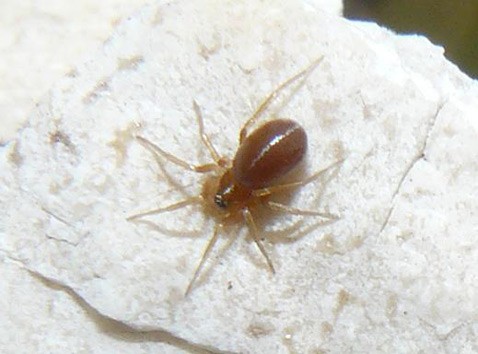 Разборчивые пауки поедают муравьёв с головы