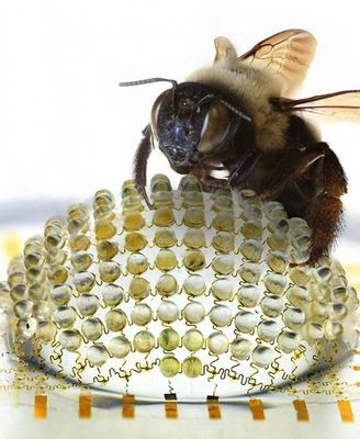 Широкоугольная линза с нулевыми искажениями сделана по образцу глаза насекомого