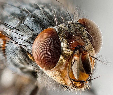 Стетоскоп для насекомых услышал звуки атомного масштаба