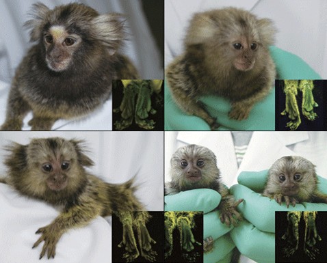 Трансгенные обезьяны дали первое потомство