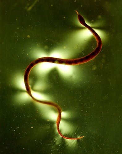 Учёные открыли новый секрет движения змей